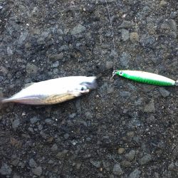 ジグサビキでアジ